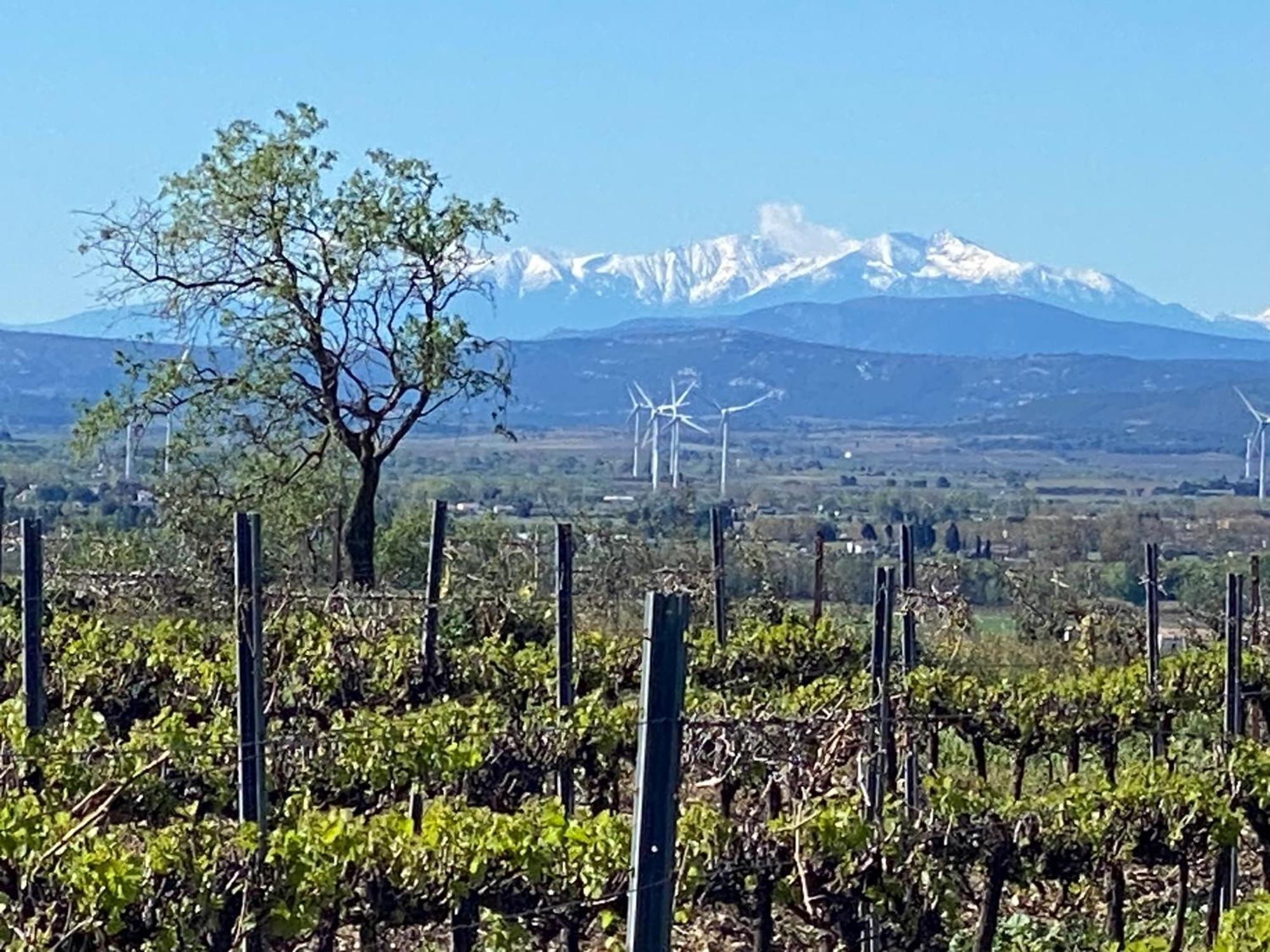 Maison Du Midi, 2 Gites De Charme Ginestas Buitenkant foto